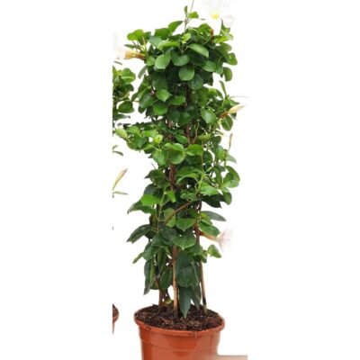 Sundaville piramide rood 70 cm - potmaat 17