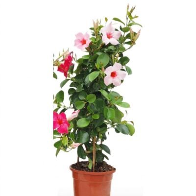 Sundaville piramide roze 70 cm - pot 17