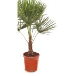 Trachycarpus fortunei 25/35