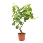 Vitis Bianca op stam 90 cm - zonminnende druivenplant