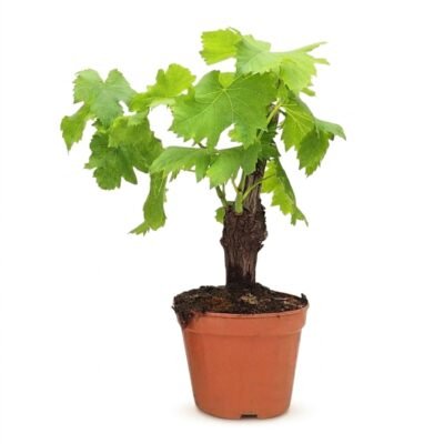 Vitis bonsai 60 cm - compacte druivenplant