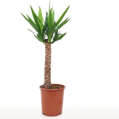 Yucca elephantipes met twee stammen en donkergroen blad, ongeveer 95 cm hoog in kweekpot 21 cm