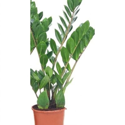 Zamioculcas zamiifolia van 60 cm met glanzende donkergroene bladeren in kweekpot 14 cm op een tafel