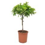 Zanthoxylum op stam 60 cm - compacte stamplant