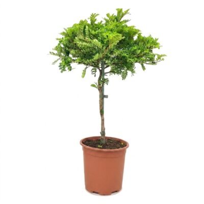 Zanthoxylum op stam van circa 60 cm met geveerd groen blad in kweekpot 17 cm, geschikt voor halfschaduw binnenshuis