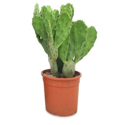 Opuntia vulgaris pot 17 cm - Schijfcactus 50 cm